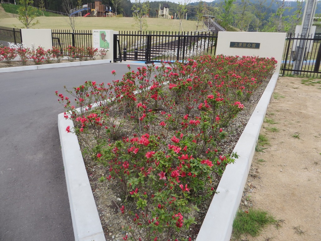 公園の前の花々