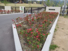 公園の前の花々