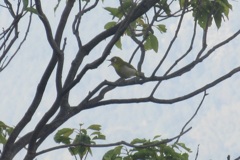 まだまだ頑張ってるメジロ④