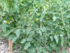 博多シティ屋上の菜園③