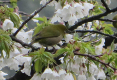桜とメジロ④