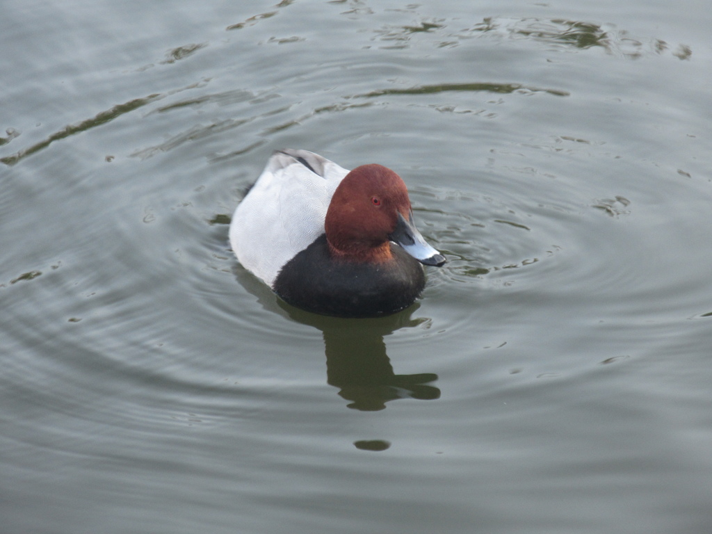 福岡城前の池を泳ぐカモの群れ①