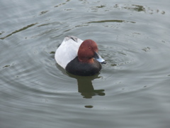 福岡城前の池を泳ぐカモの群れ①