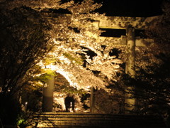 夜桜　福岡の舞鶴公園にて　⑥