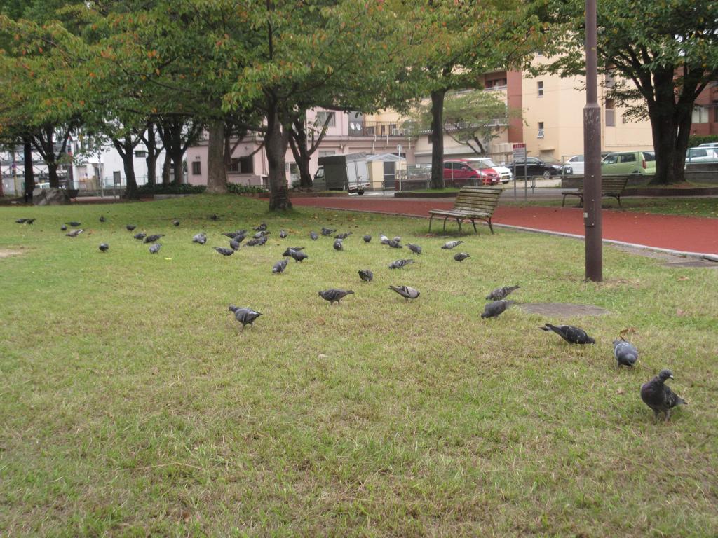 鳩の大群