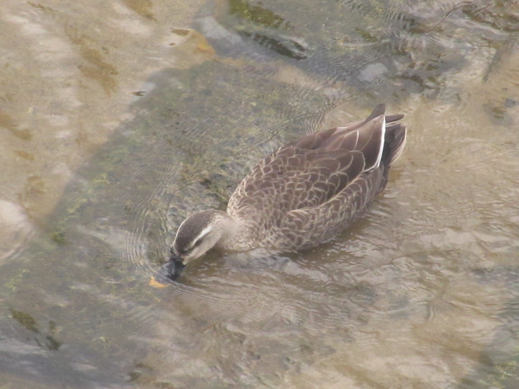 川の水を飲むカモ①