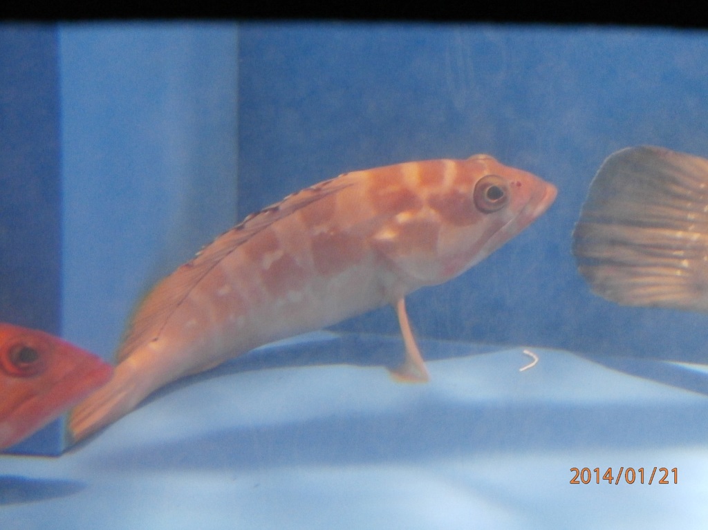 水槽の中の魚①