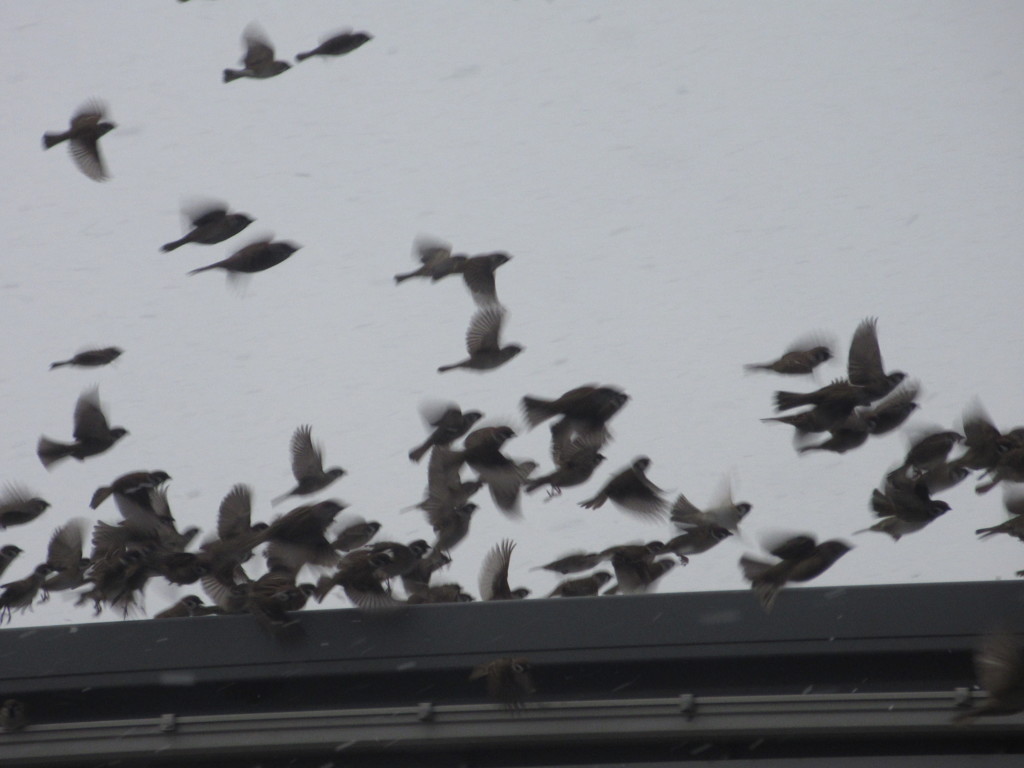 スズメの大群③