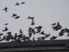 スズメの大群③