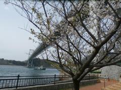 関門海峡と桜