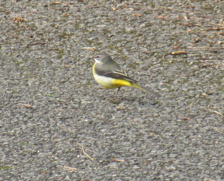 福岡の田舎にて遭遇したキセキレイ