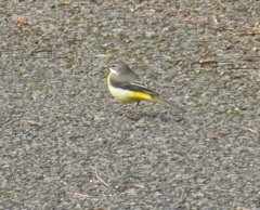 福岡の田舎にて遭遇したキセキレイ