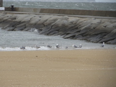 海岸の渡り鳥　④