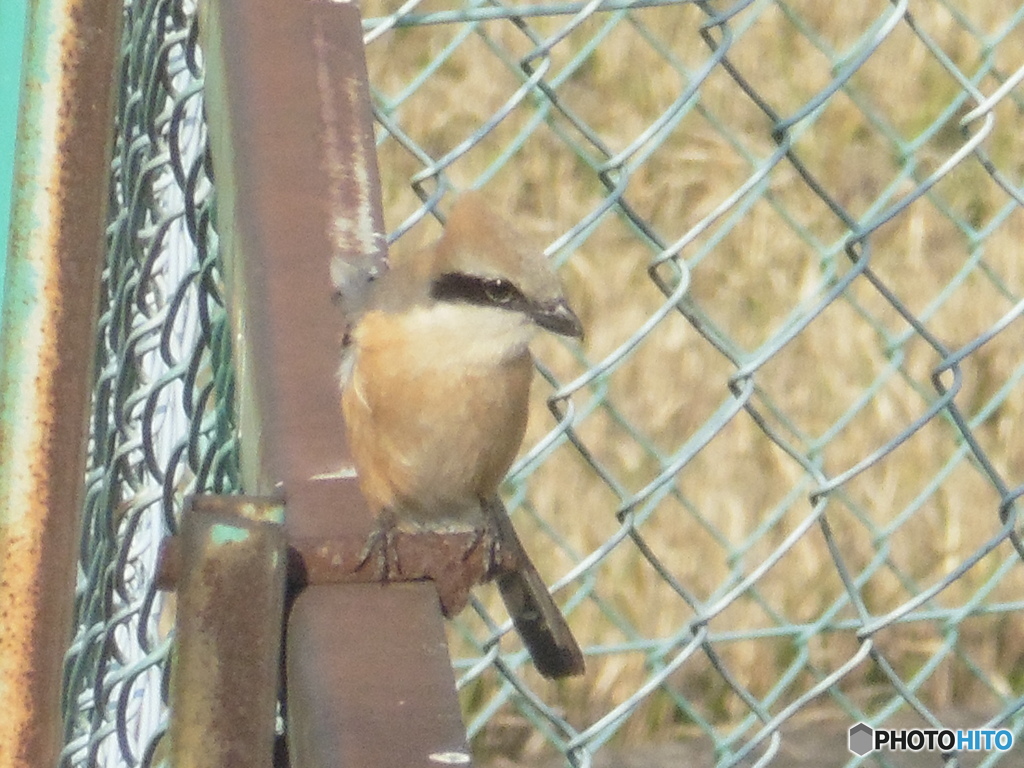 空港近くで見つけたモズ③