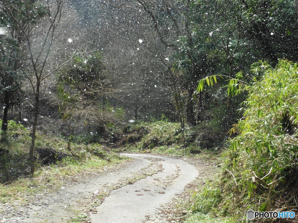 降りしきる雪