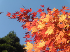 寒さで色づいた紅葉①