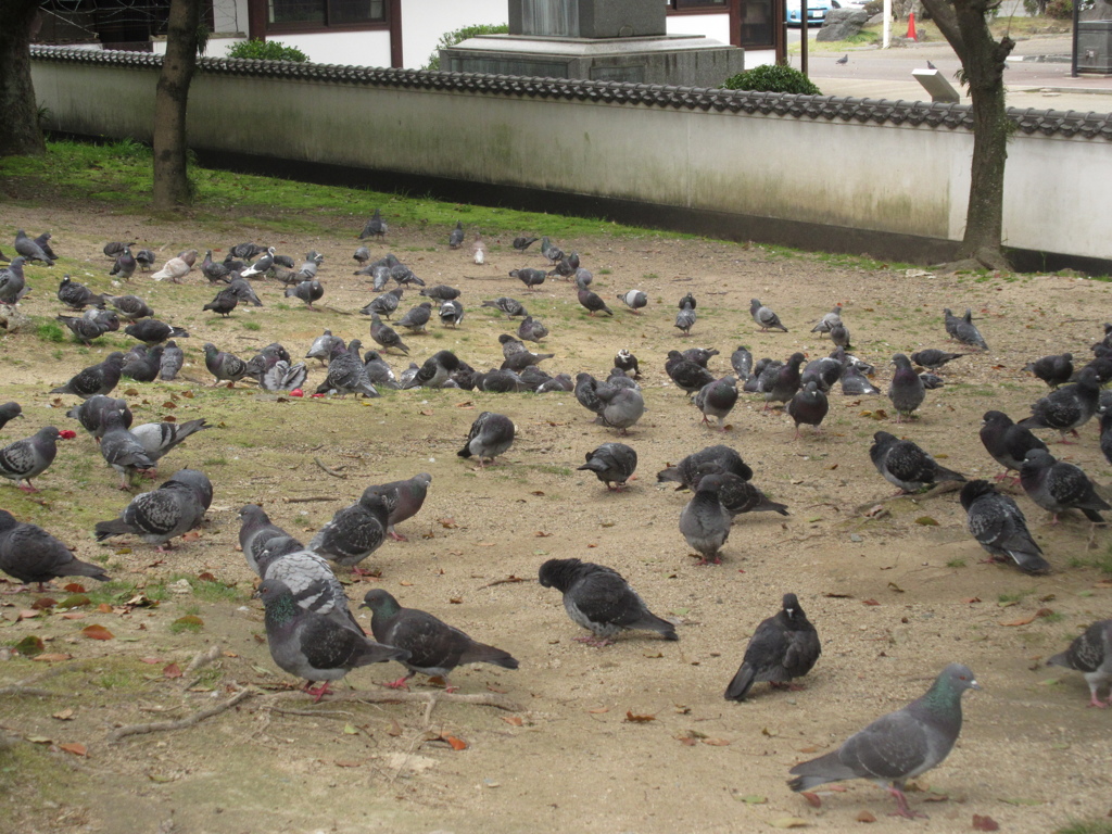 異常なほどのハトの群れ①