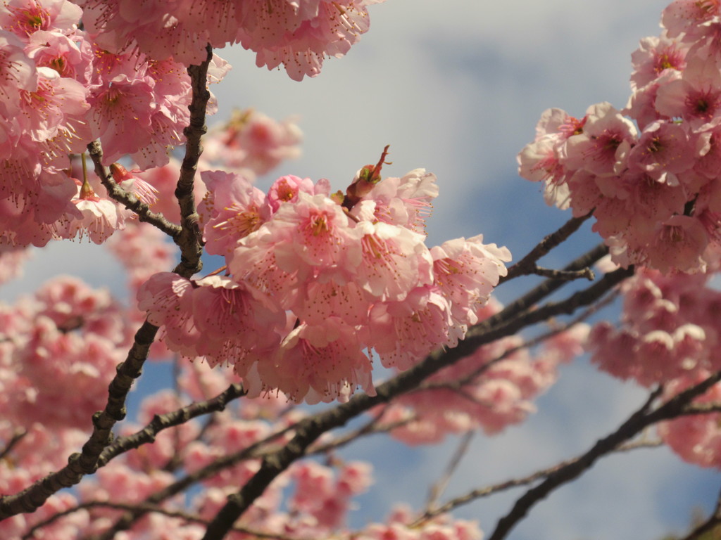 福岡市内の桜の開花③