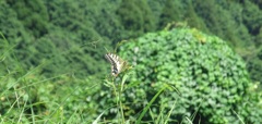 花にとまるキアゲハ