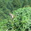 花にとまるキアゲハ