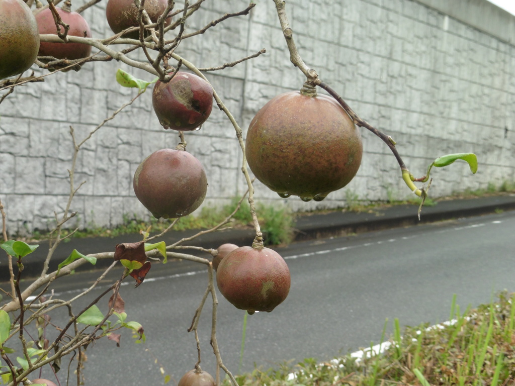 雨で濡れた植物