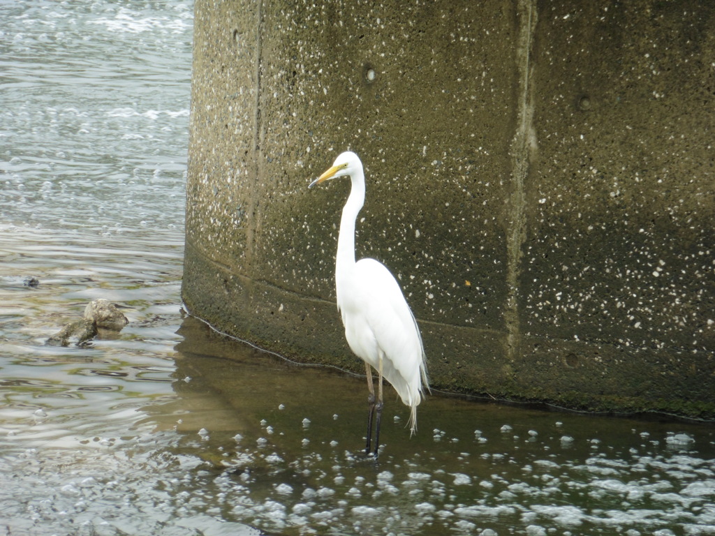川にたたずむサギ②
