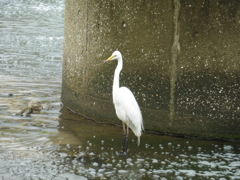 川にたたずむサギ②