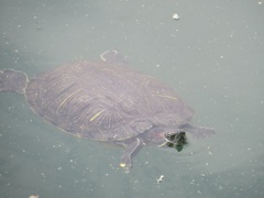 池を泳ぐカメ