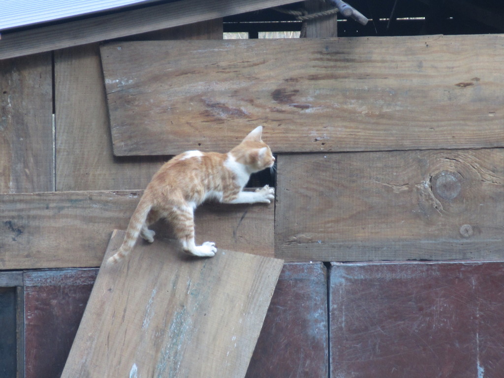 穴に入ろうとしている猫