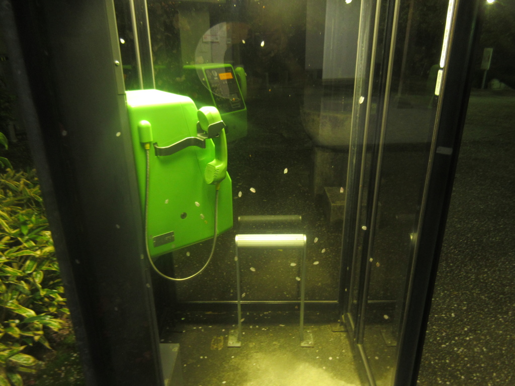 桜の花びらが公衆電話のガラスに