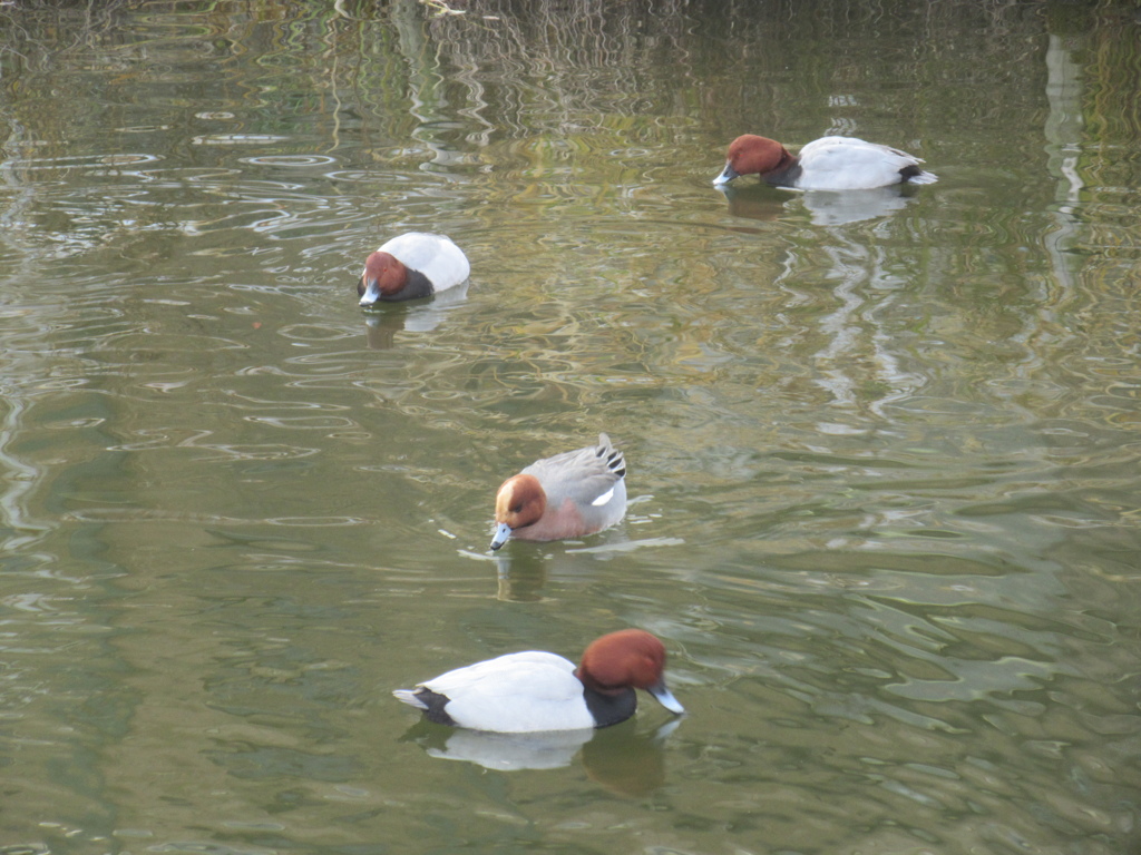福岡城前の池を泳ぐカモの群れ⑤