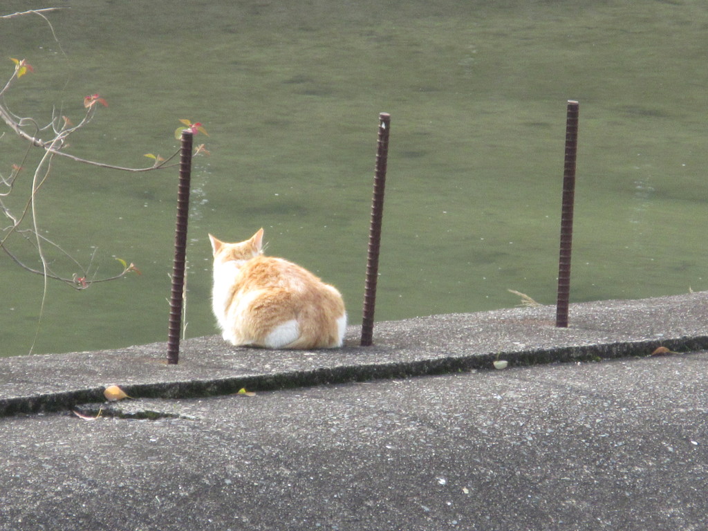川を見つめる猫ちゃん
