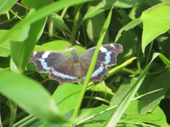 綺麗な蝶
