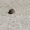 丸くなって砂にめり込んでるスズメ