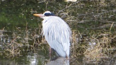 公園の池にたたずんでいたサギ