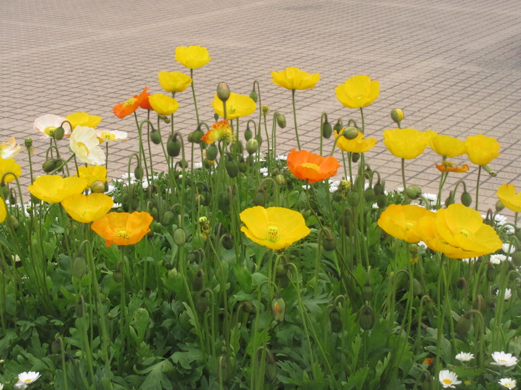博多南駅前広場の花壇①