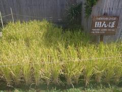 博多シティ屋上で栽培されていたもち米