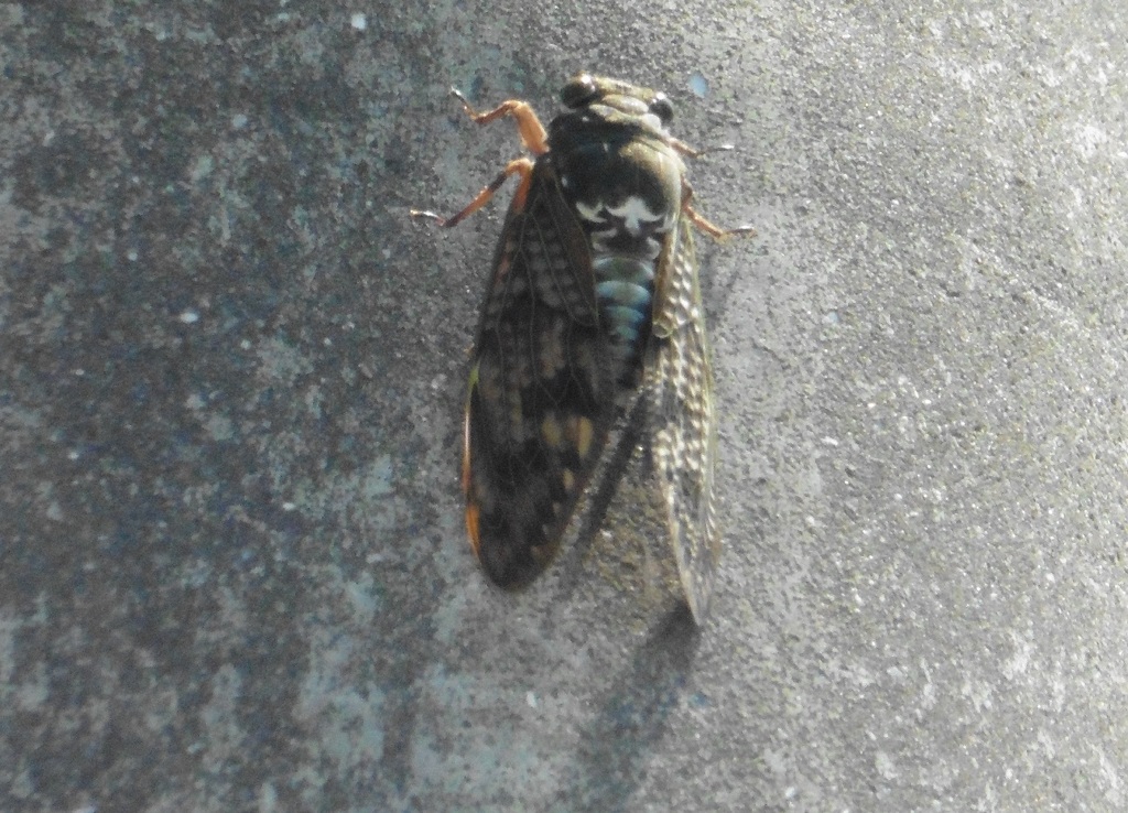 熱い電柱にしがみつくセミ