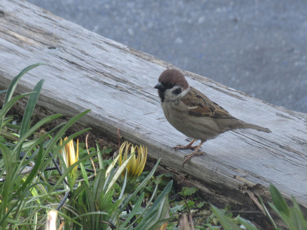 何かを見つめるスズメ