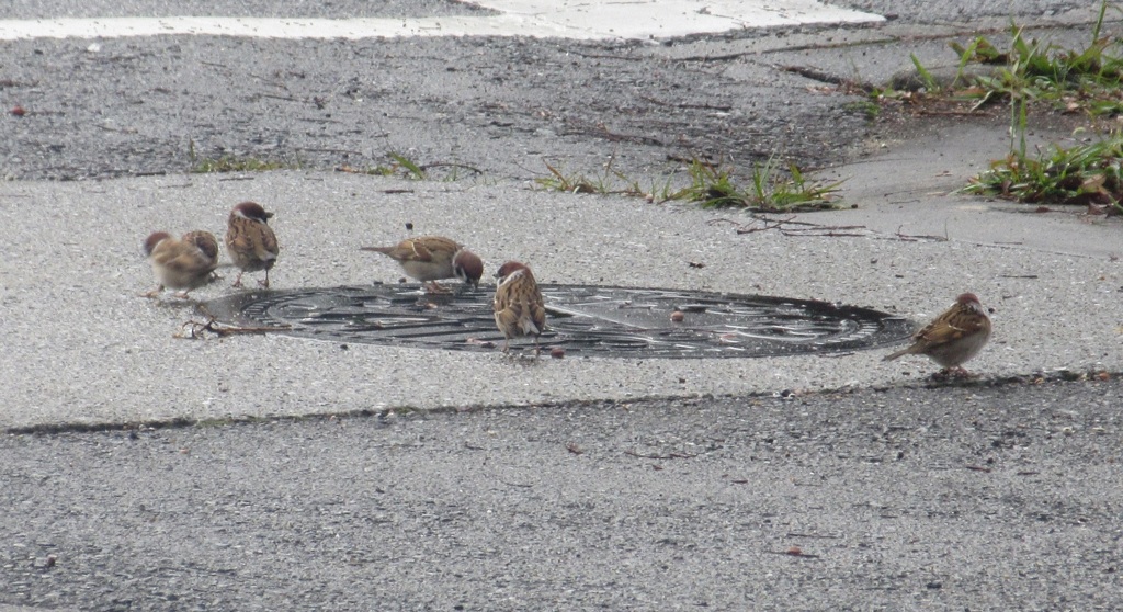 スズメの餌探し①
