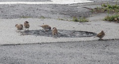 スズメの餌探し①