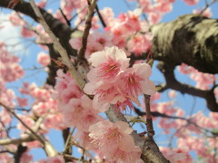 福岡市内の桜の開花①