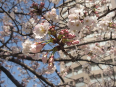 福岡市内の桜④