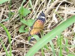 きれいな色の蝶