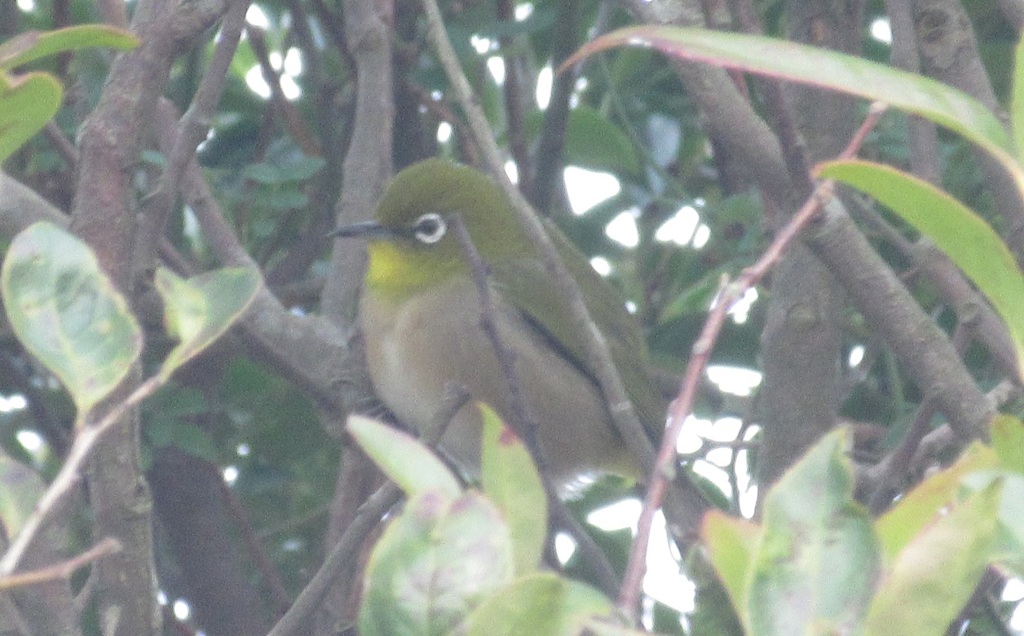 枝の間から見えたメジロ