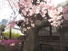 福岡市内の桜⑩