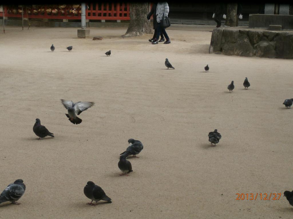 鳩が飛んできたところ①