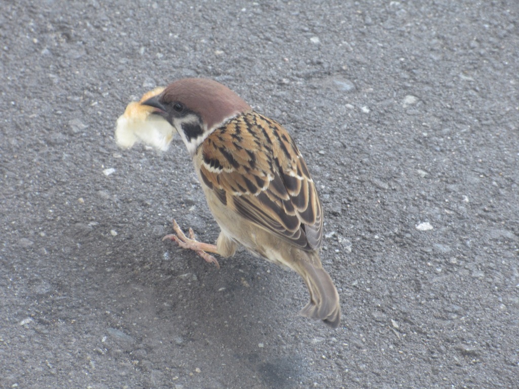 餌をくわえたスズメちゃん②