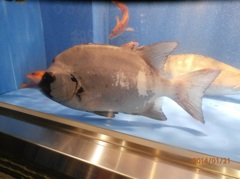 水槽の中の魚⑤