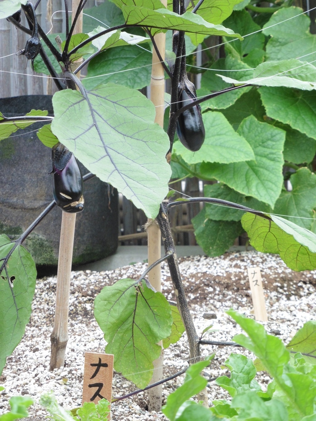 博多シティ屋上の菜園④